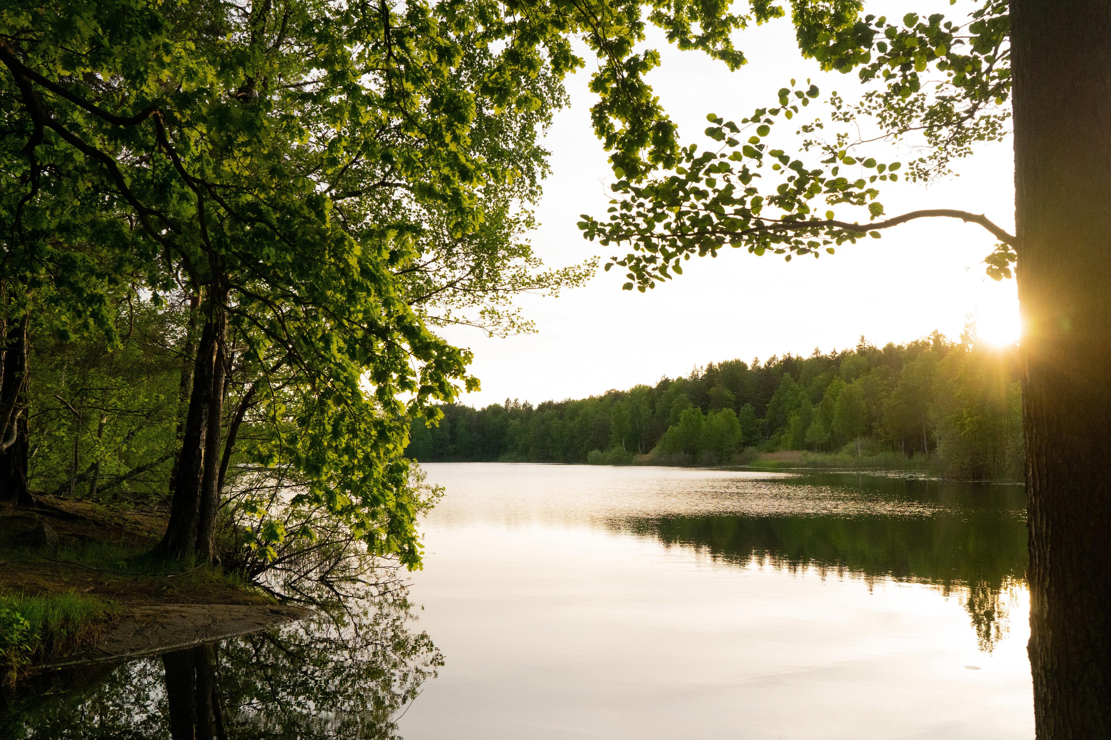 Hunting in Tiveden National Park, Sweden: A Guide for Hunters on Species, Seasons, and Expert Tips for a Successful Hunting Experience in Sweden’s Forested Wilderness