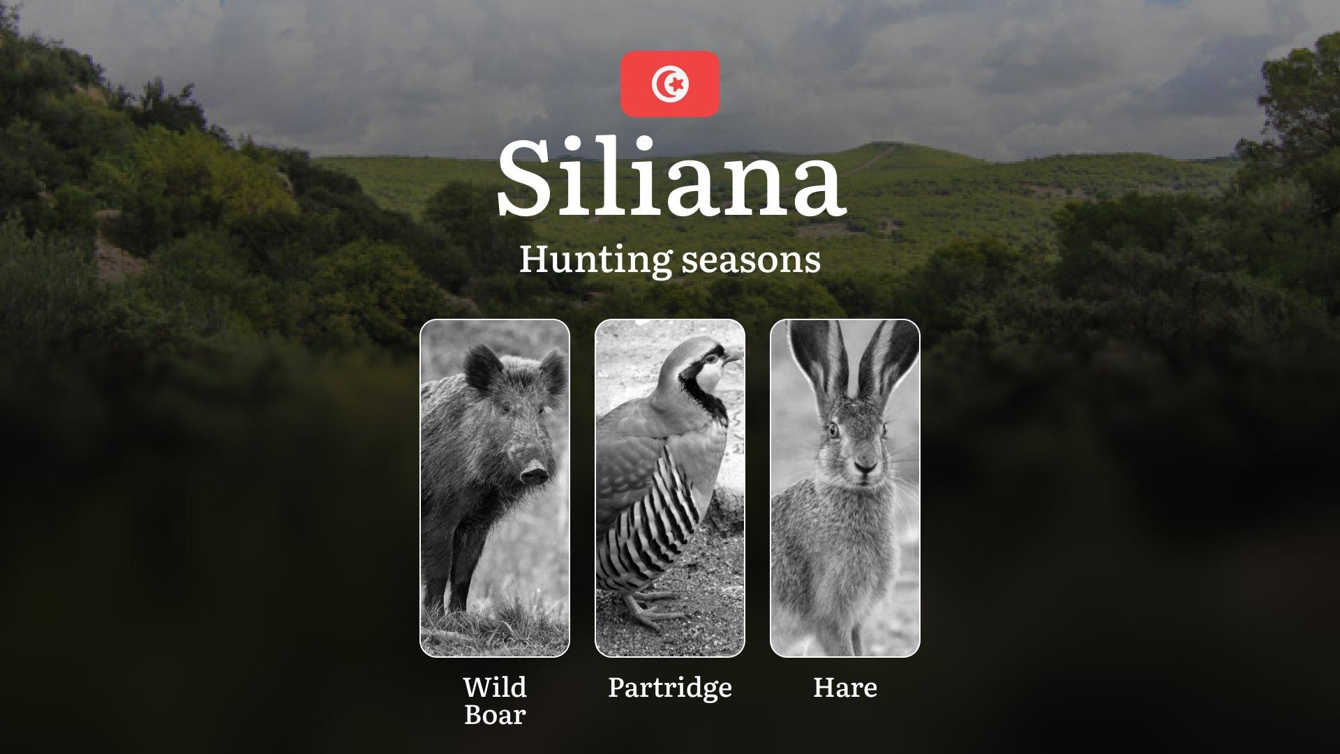 Hunting Seasons in SILIANA: Key Regulations, Protected Species, Legal Requirements and Practical Recommendations