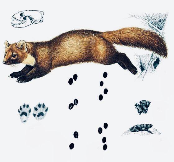 ЛЕСНАЯ КУНИЦА: описание, охота на куницу лесную, повадки, методы добычи, мех и трофей зверька