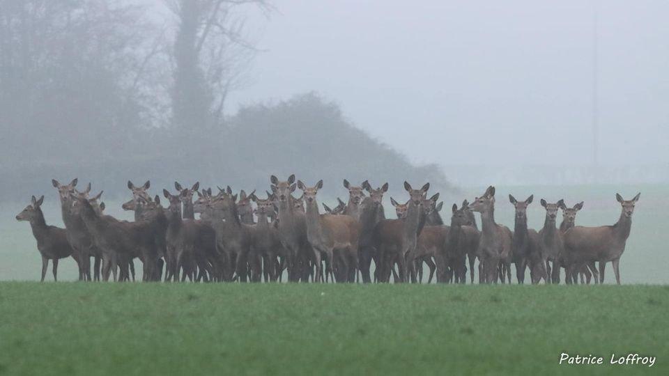 Harde hivernal normande …