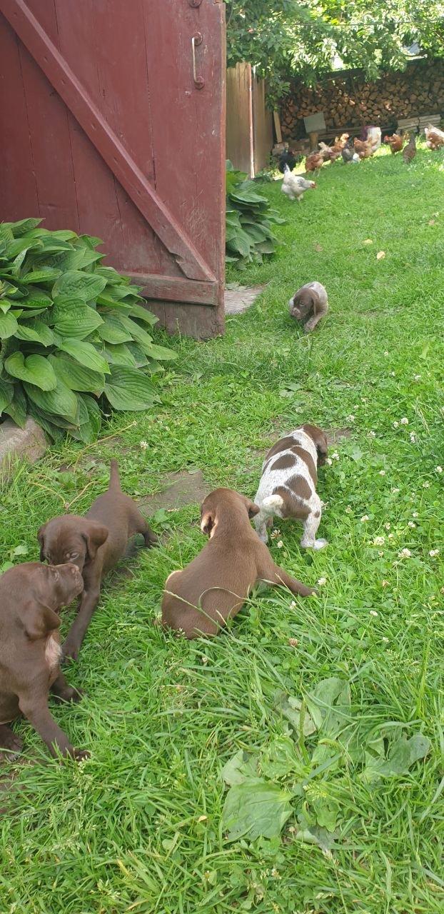 🐾✨ Meet the adorable hunting dog puppies!