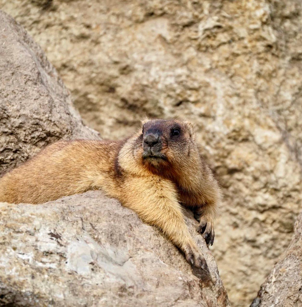 СУРОК БАЙБАК: описание, охота на сурка байбака, где обитает, сезон и методы добычи.