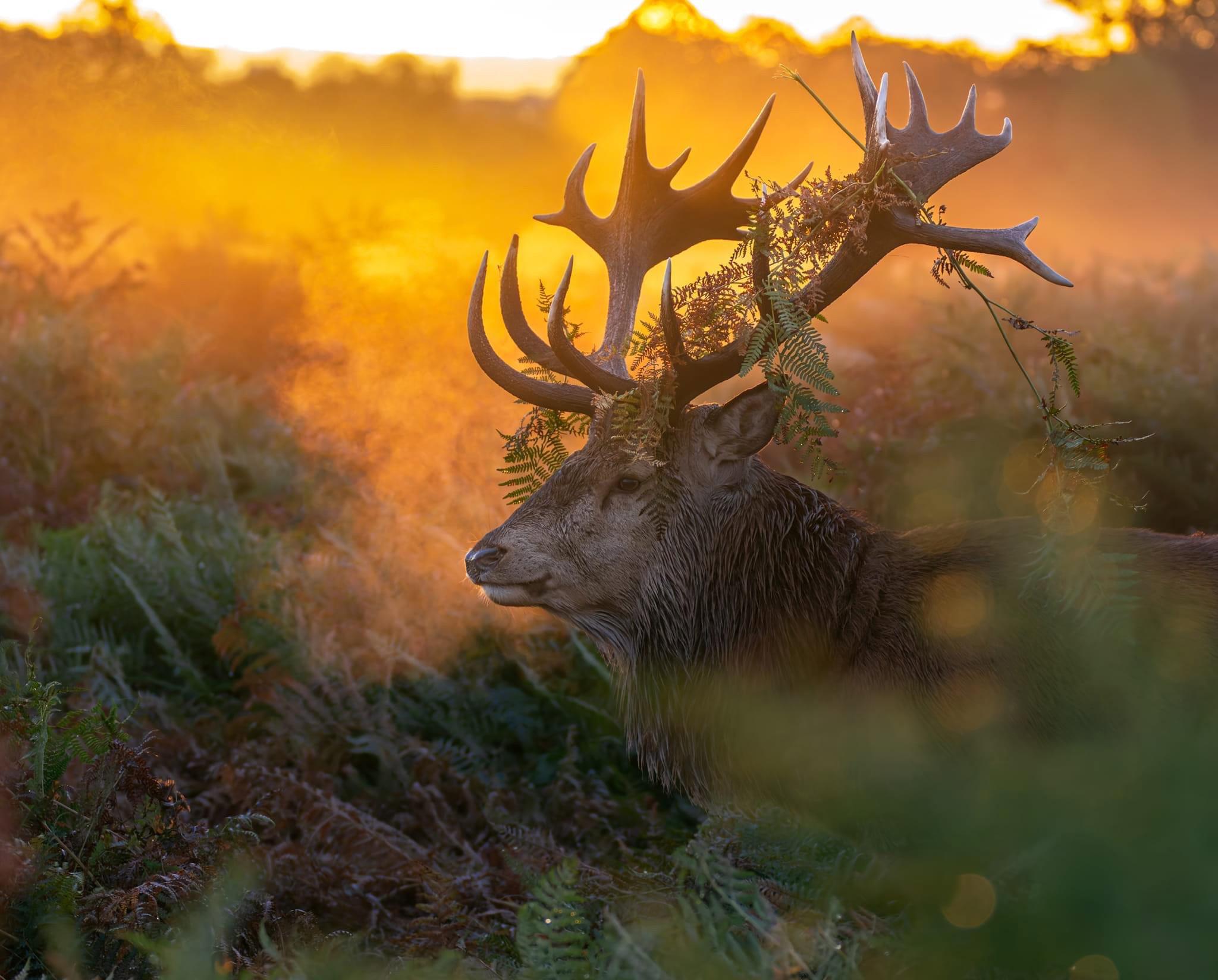 A Brilliant Day Capturing Stags in the Wild