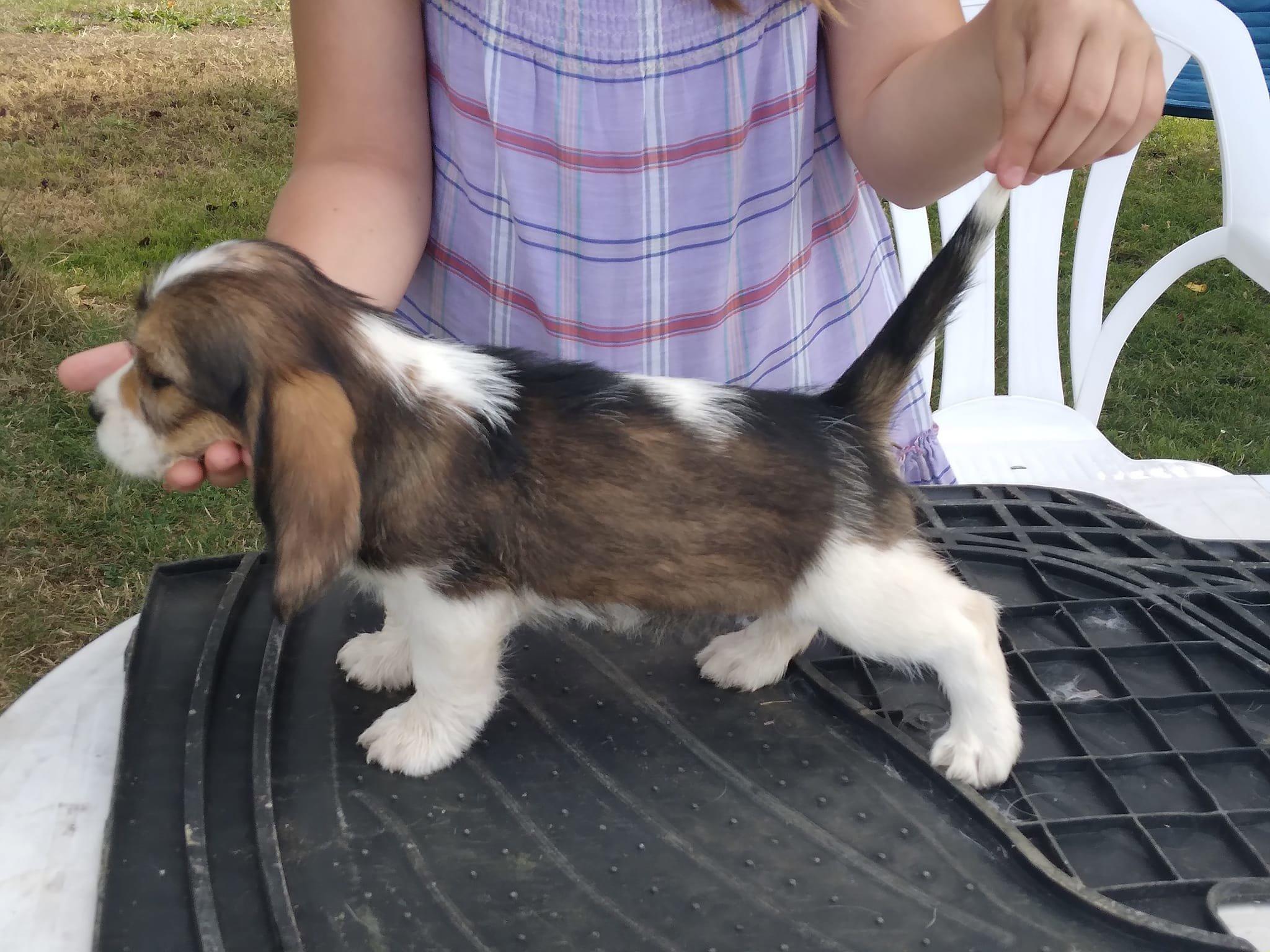PBGV la petite dernière.