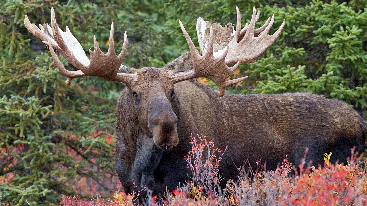 Der Elch, majestätisch und imposant, durchstreift die unberührten Wälder und Weiten der nordischen Landschaften.
