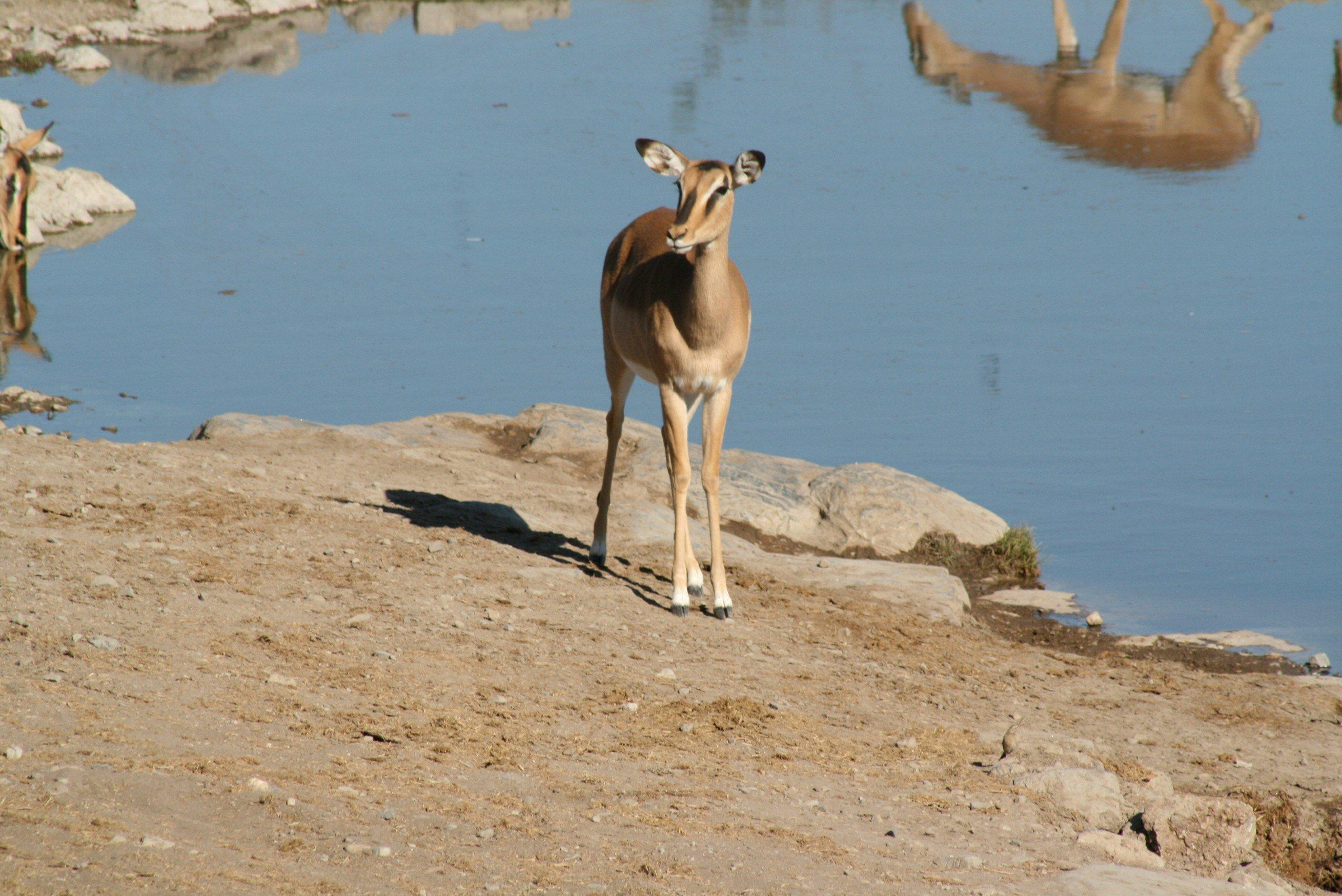 Ultimate Hunting Guide to LUGENDA, Mozambique: Wildlife, Seasons, Techniques, and Laws