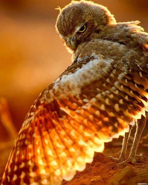 In the rays of sunset...