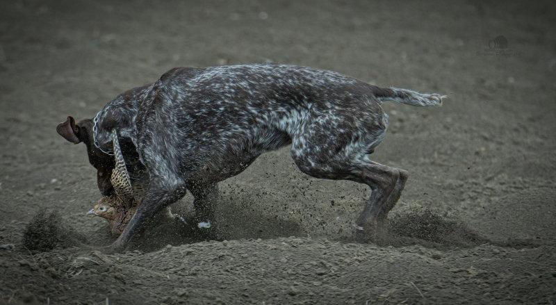 🐾 Mouvement, mouvement de chasse.