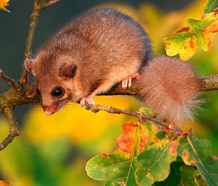 Šumski puh smatra se jednim od najstarijih glodavaca koji žive na našem planetu.