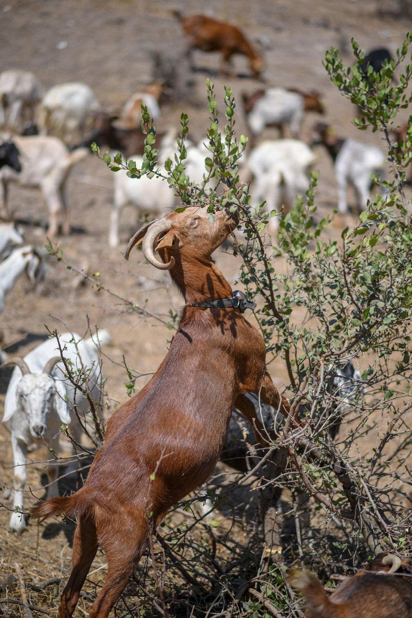Goats may help prevent wildfires in California as drought worsens