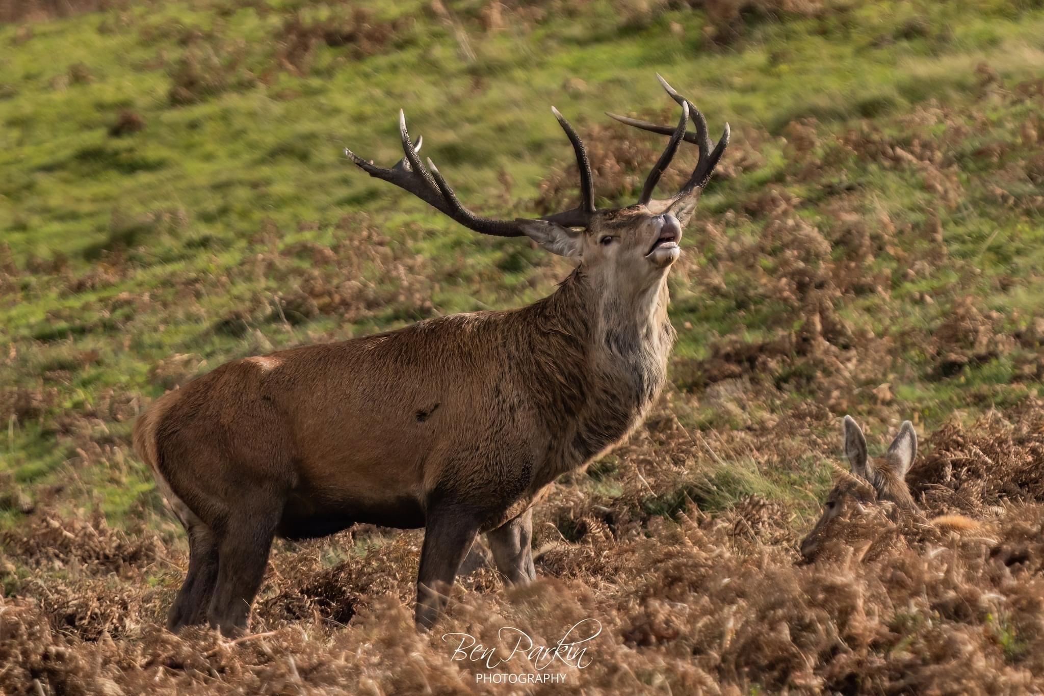 Stags, Ponies, Raptors – what an amazing day we’ve had!