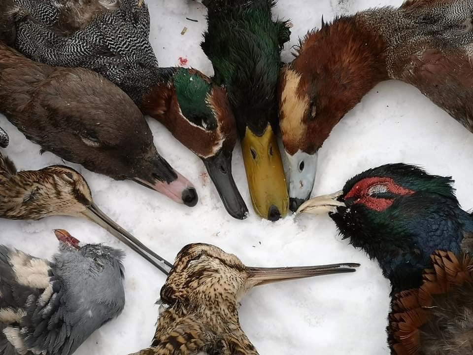 Ducks and geese season in Scotland is finish now .