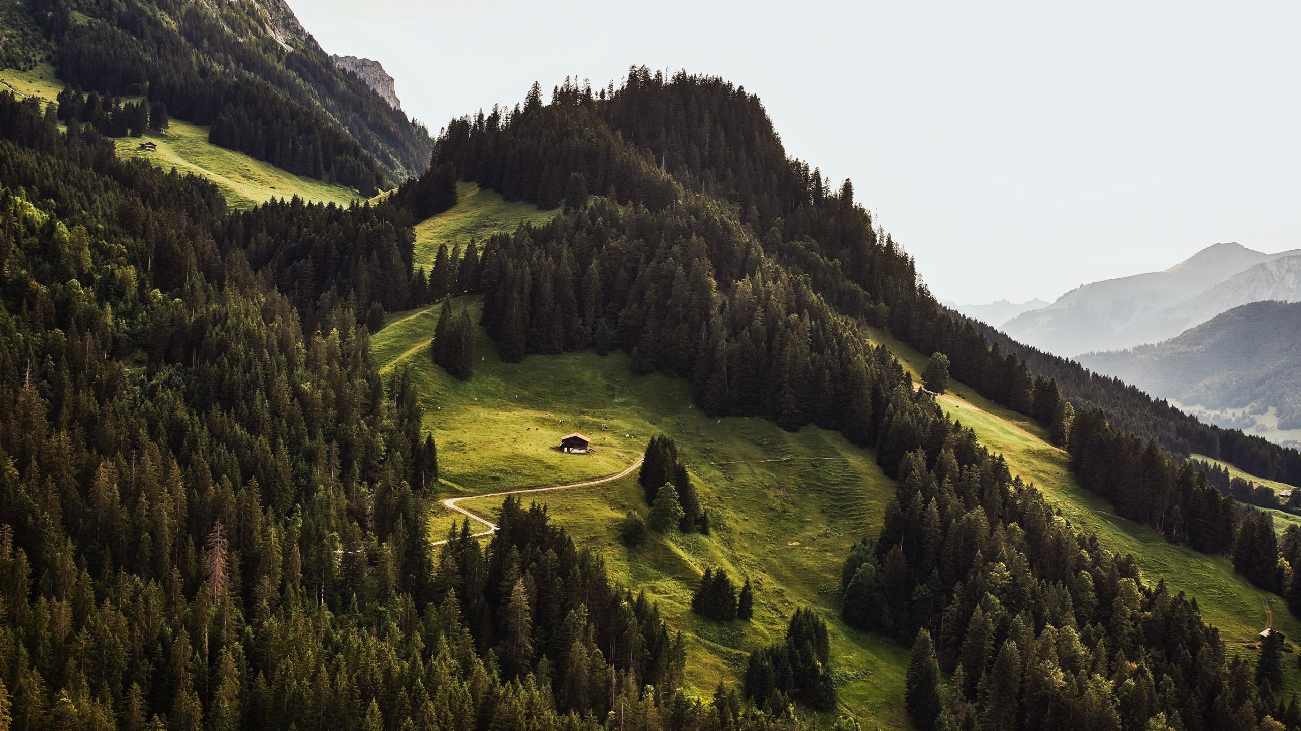 Jagd im Bezirk Plessur (Kanton Graubünden), Schweiz: Merkmale, Jagdstrategien, Wildarten, Schonzeiten, Bevölkerung, Verbände, Vorschriften und Traditionen