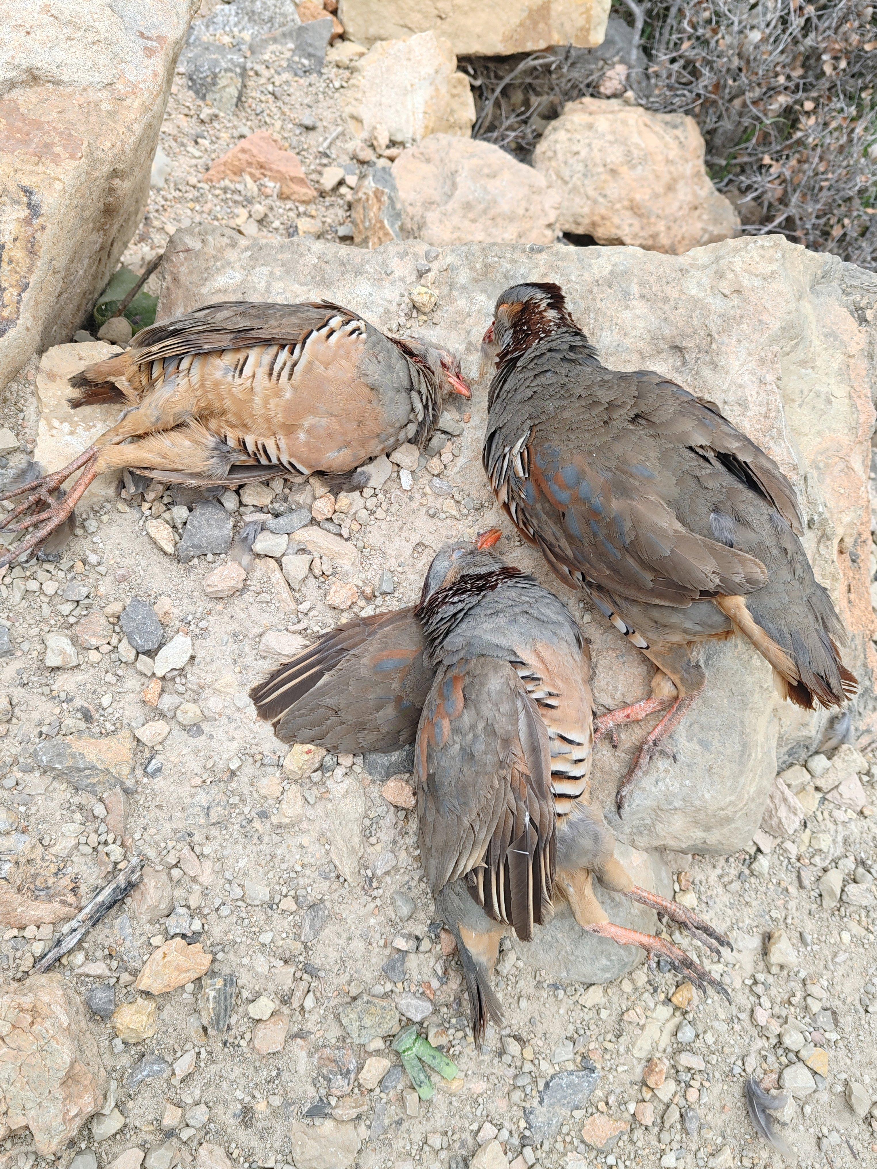 It was a wonderful hunting day 👌