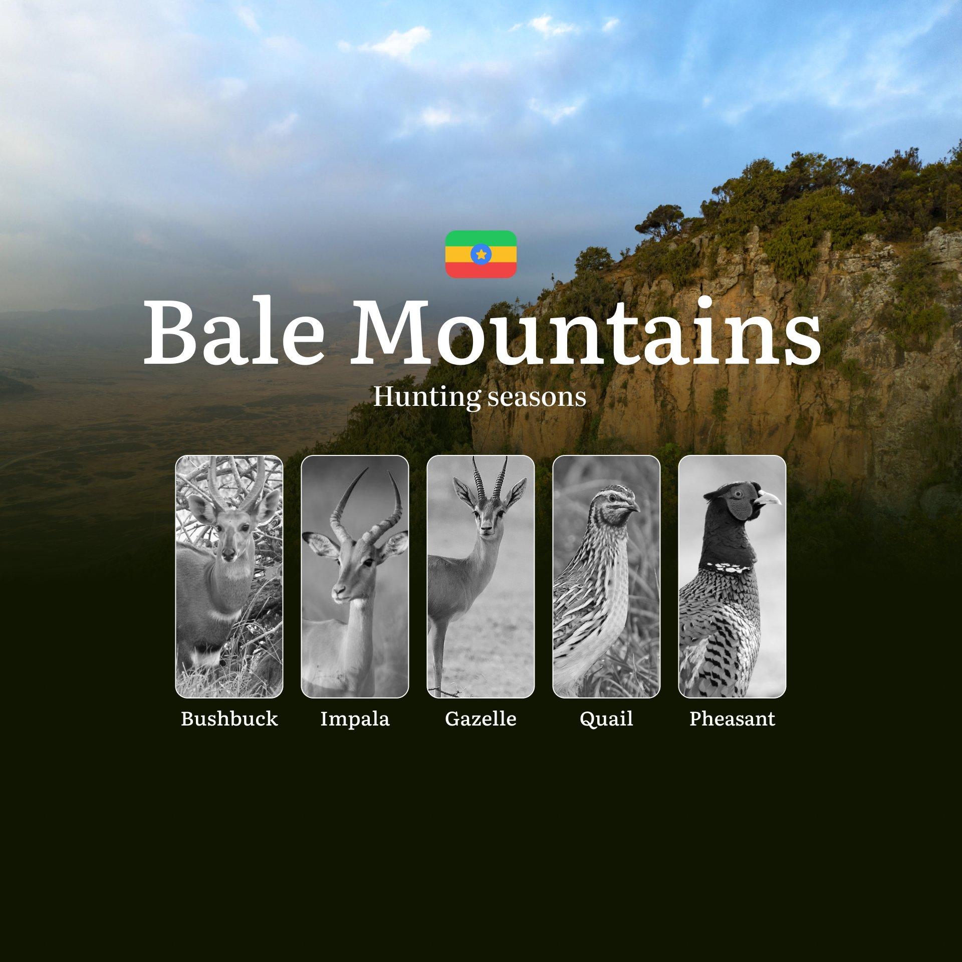 Hunting Dates in Ethiopia's BALE MOUNTAINS: Features of Hunting, Seasons, Opening and Closing Dates, Licenses, Documents, Contacts, Rules