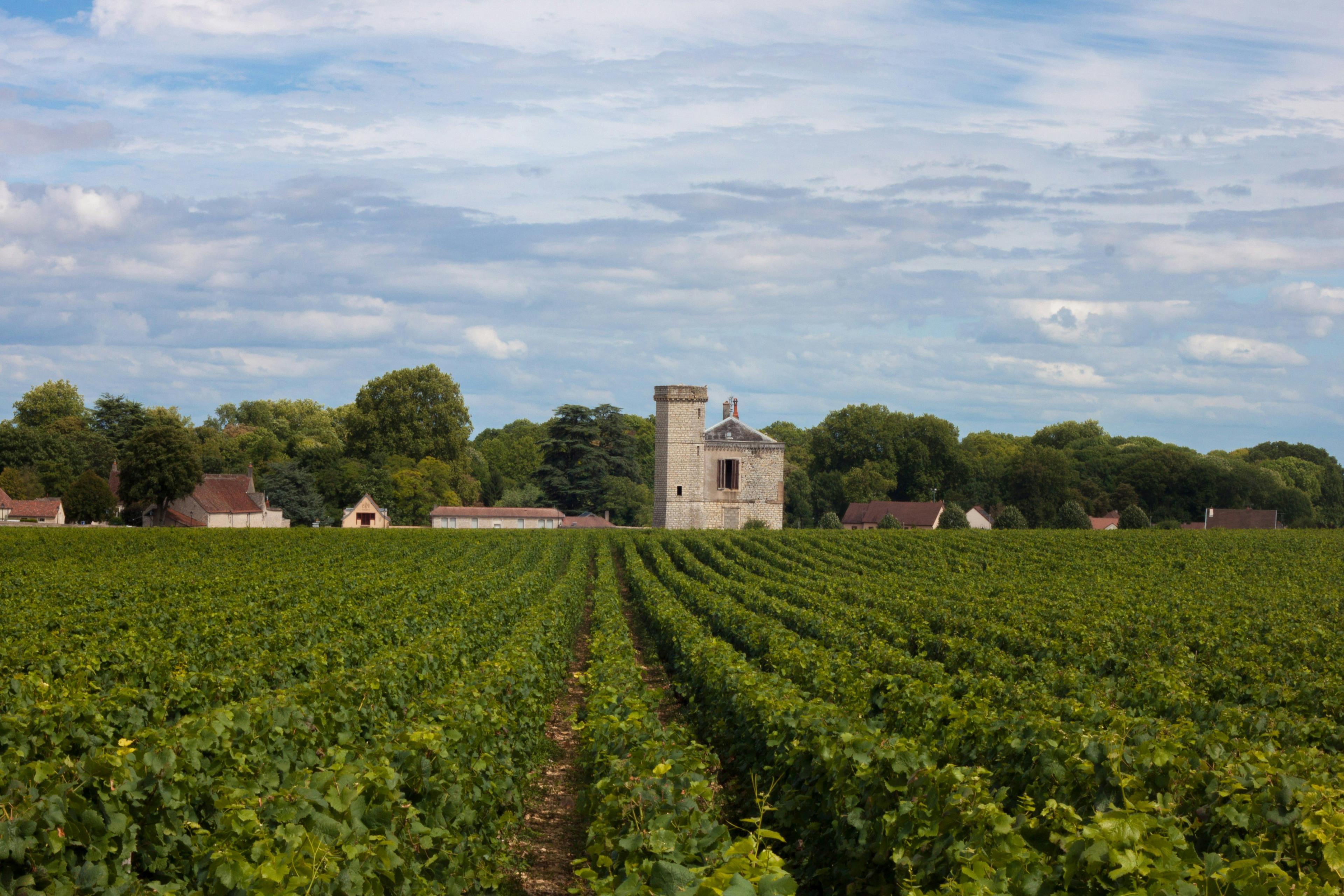 Tout sur la Chasse en BOURGOGNE: Types de gibier, saisons de chasse, réglementation locale et faune régionale