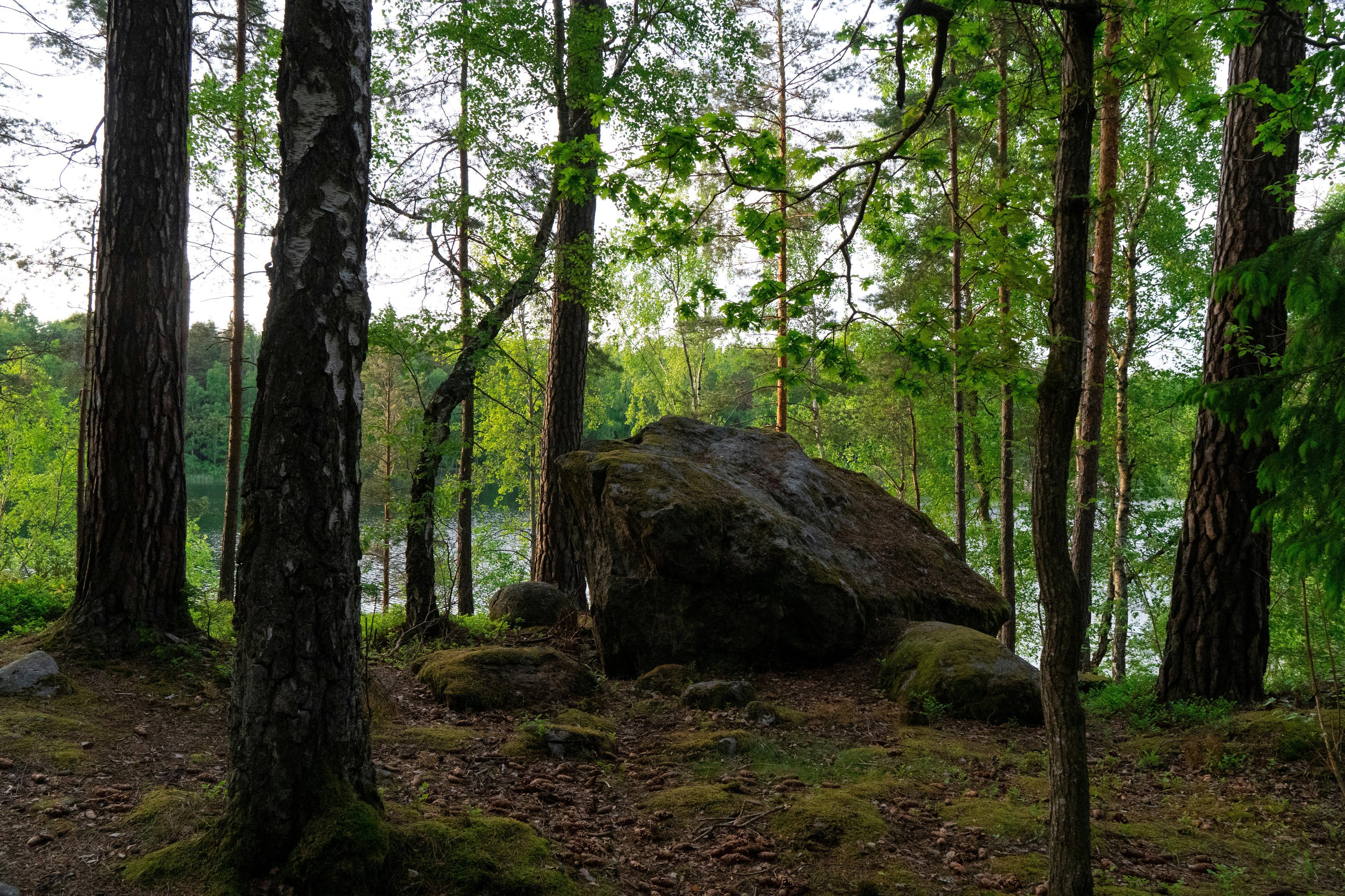 Hunting in the Gothenburg Archipelago, Sweden: A Complete Guide for Hunters on Species, Seasons, and Essential Tips for a Rewarding Hunting Experience in the Coastal Region