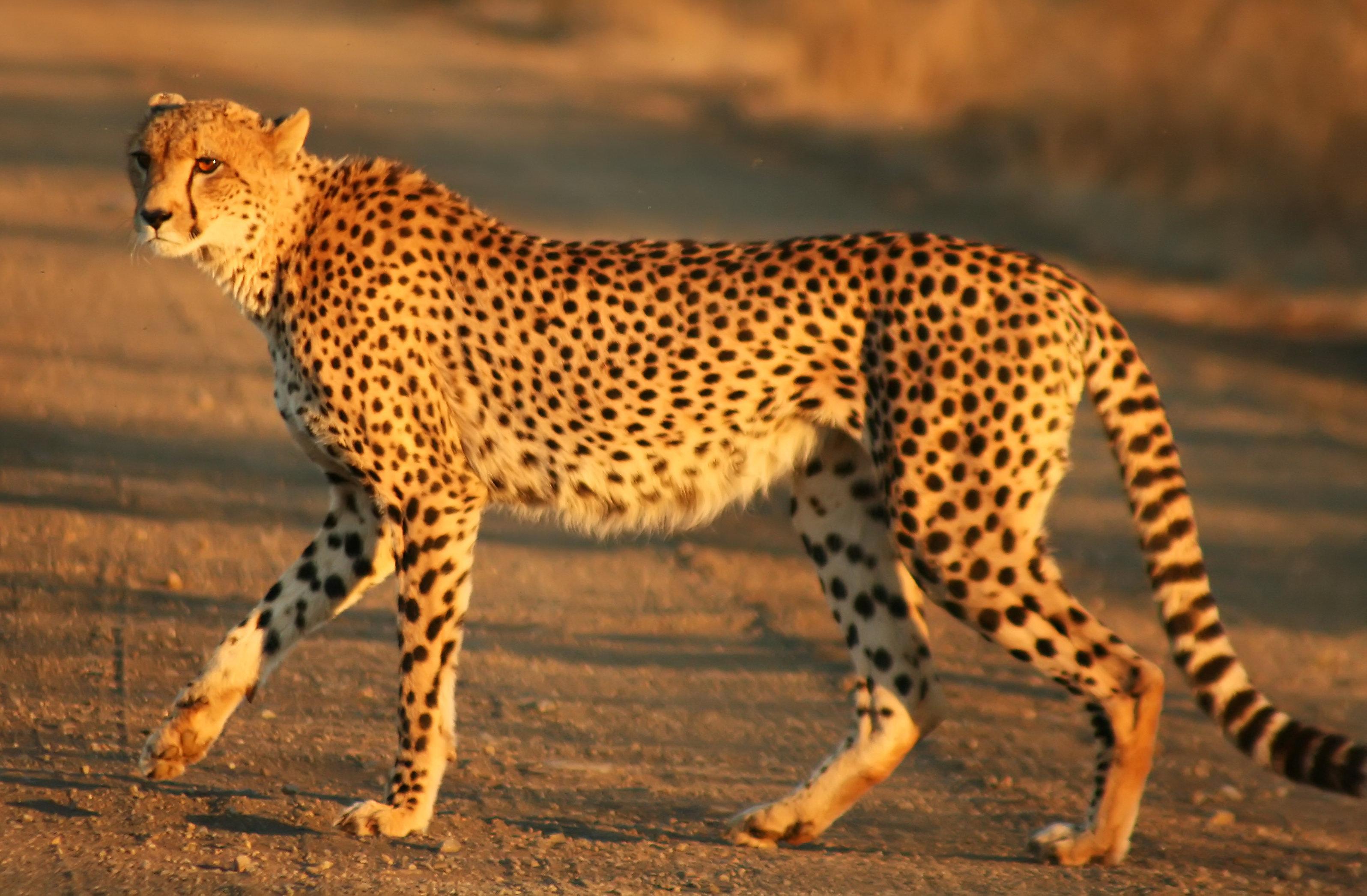 Cheetahs are fairly easy to tame and have been helping people hunt since ancient Egypt.