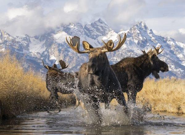 The Big Picture 2024 Photo Contest Finalists and Winners