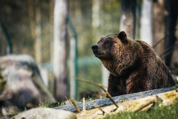 В Канаде мужчина оказался в больнице после встречи с медведицей-гризли в провинции Альберта.