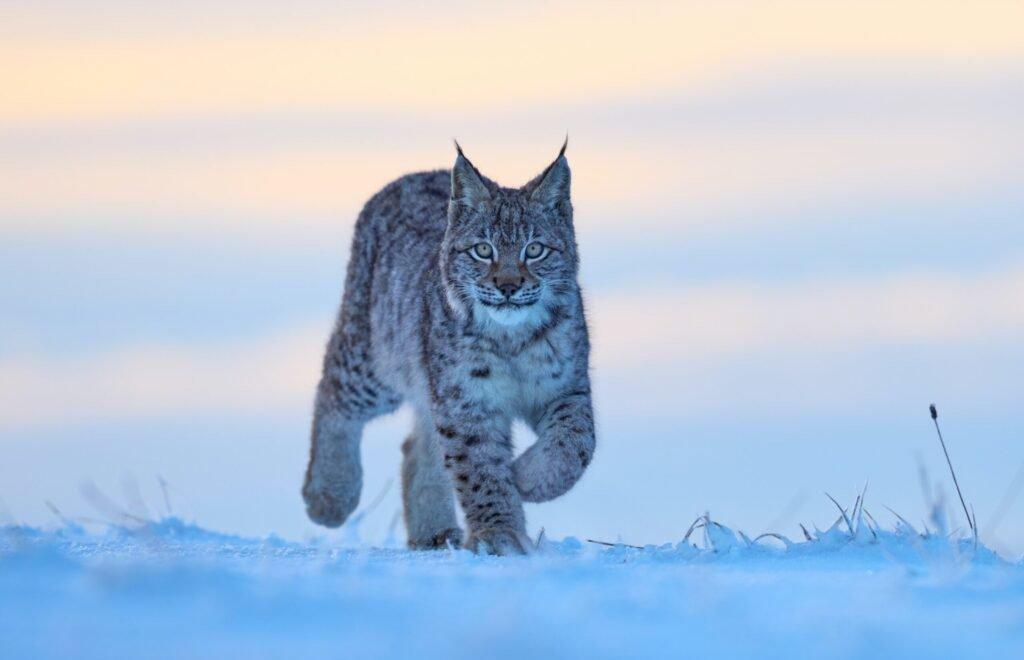 ILVES