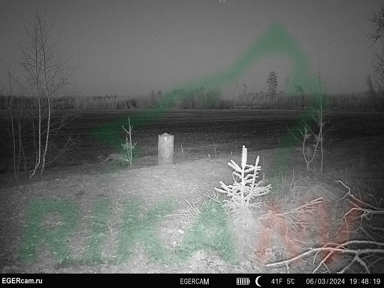 🦊📸There has been predator activity in our feeding area for the last few days…