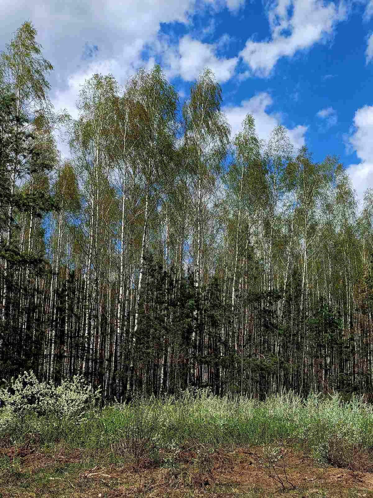 Березинский заповедник