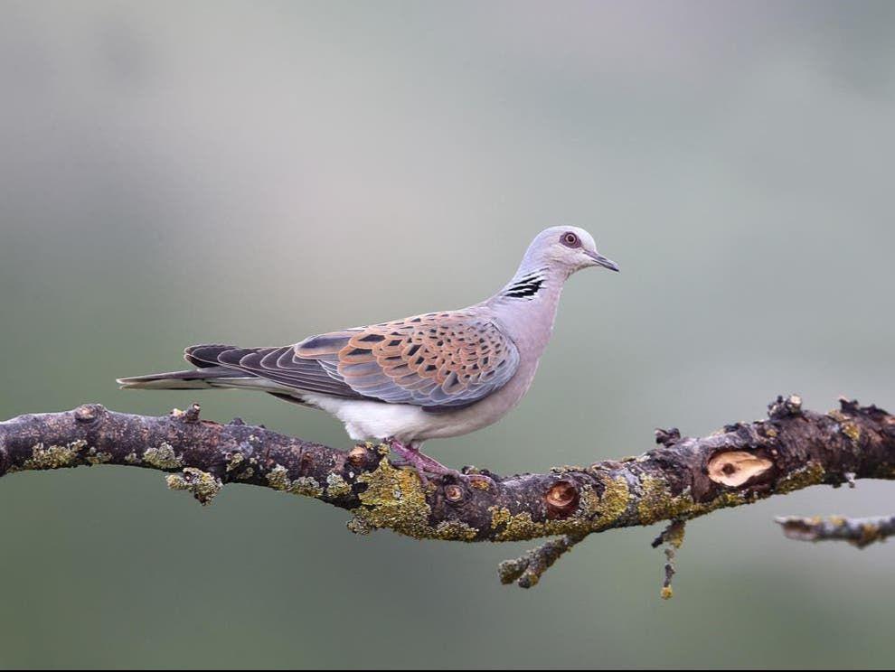 Italy allows hunters to shoot 7.5m rare turtle doves: ‘This will accelerate decline until no birds are left’.