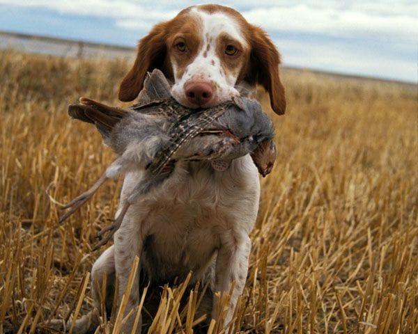 4 Ways to Prepare Your Dog for Hunting Season: