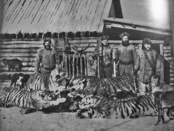 Русские староверы-охотники с трофейными тиграми, 1925 год.