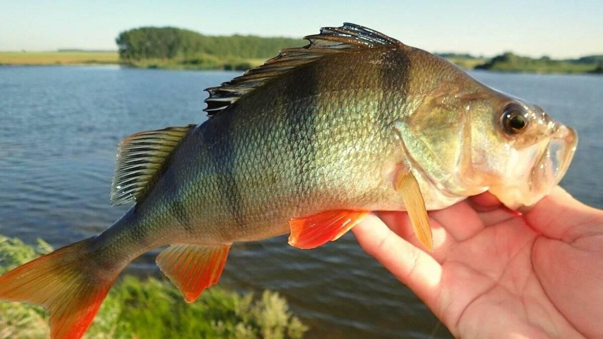 Hunting Perch with Waterfowl Calls