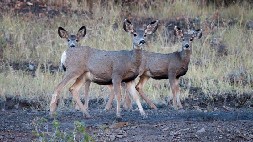 NEVADA MULE DEER POPULATIONS CONTINUE TO DECLINE