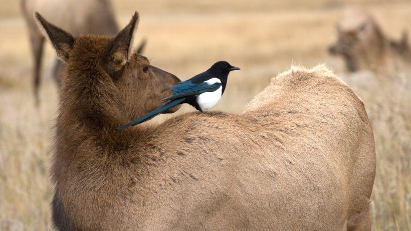 UTAH ADDS MORE COW ELK PERMITS TO 2021/22 SEASON