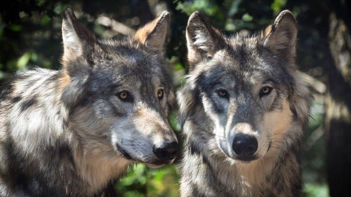Judge Issues Injunction Blocking Wisconsin Fall Wolf Hunt