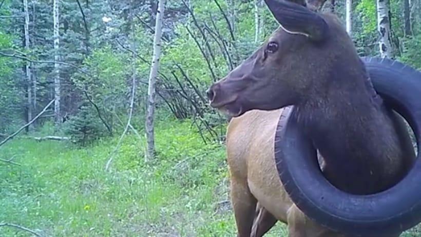 CPW RESCUE TIRE-BOUND ELK