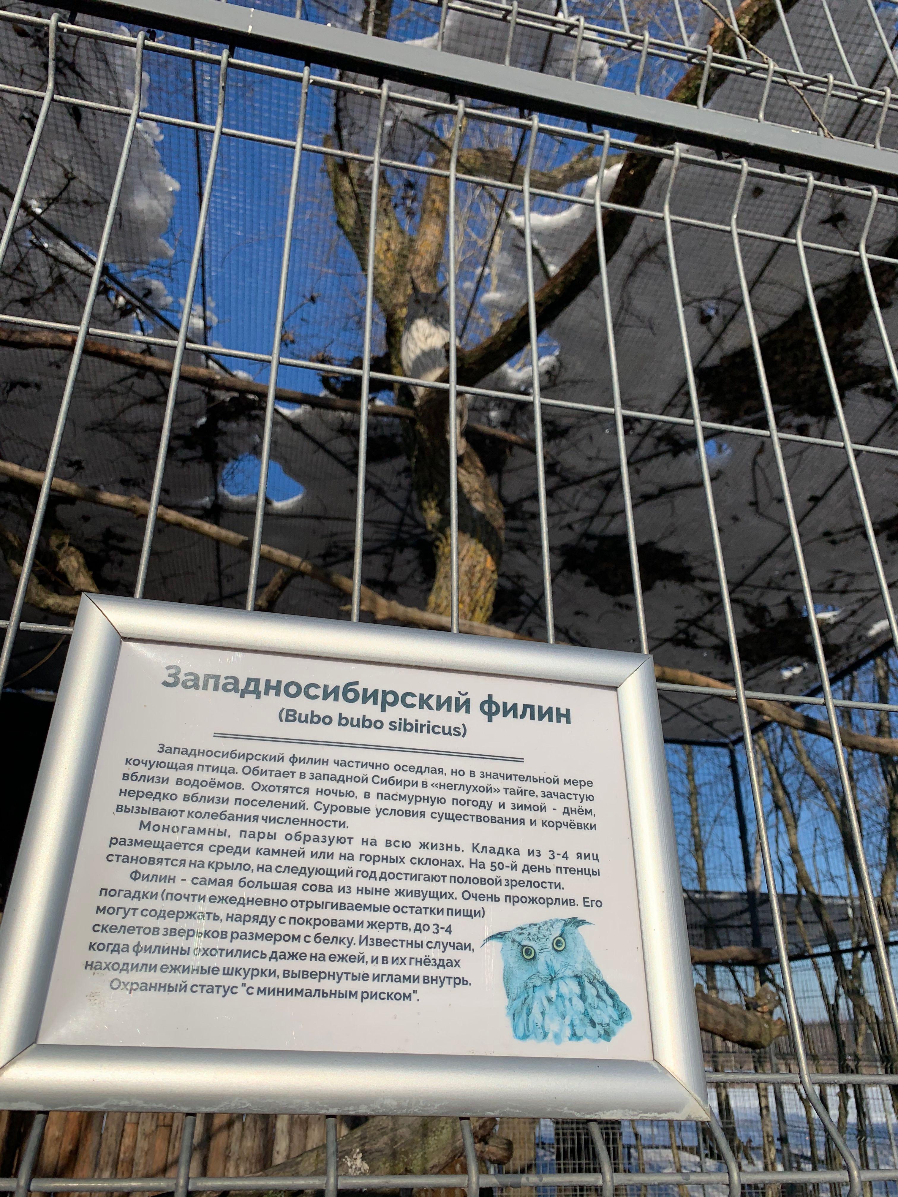 Что за птица?