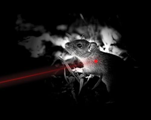 Five Top Tips to Improve Low Light Hunting