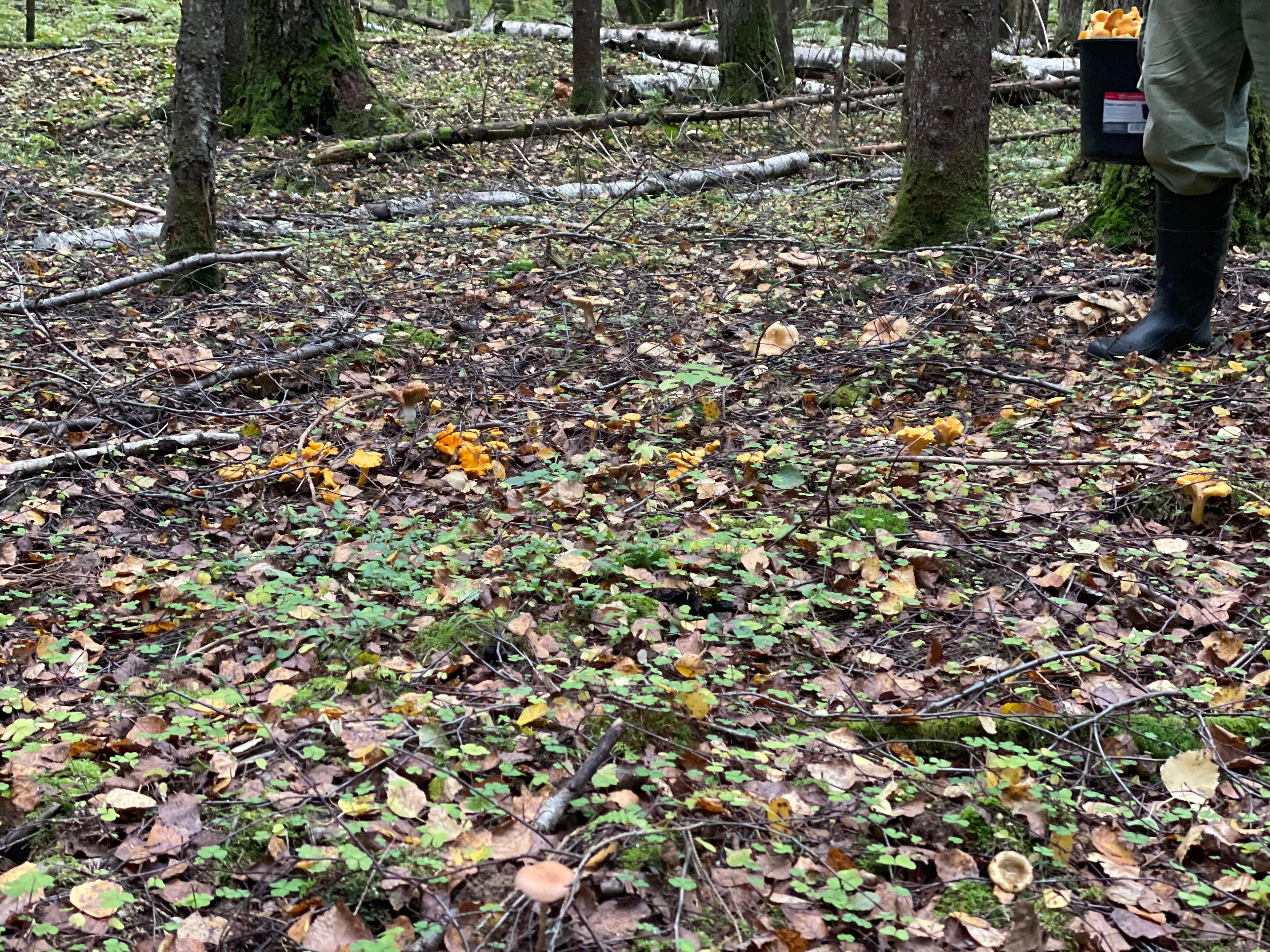 Cantharellus cibarius —conocido comúnmente como rebozuelo, anacate o chantarela— es un hongo basidiomiceto de la familia Cantharellaceae.