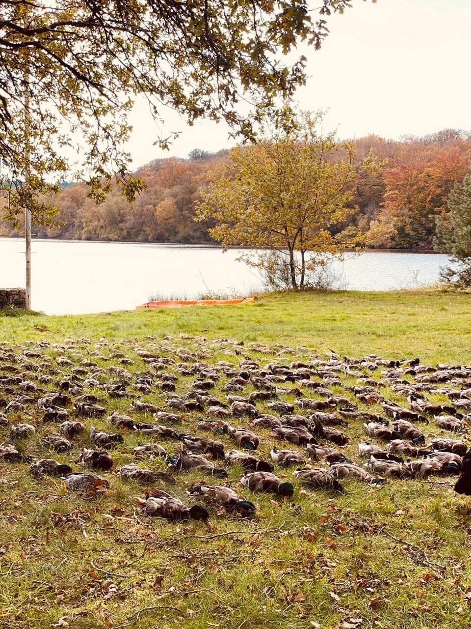 Ducks hunting by Cosme