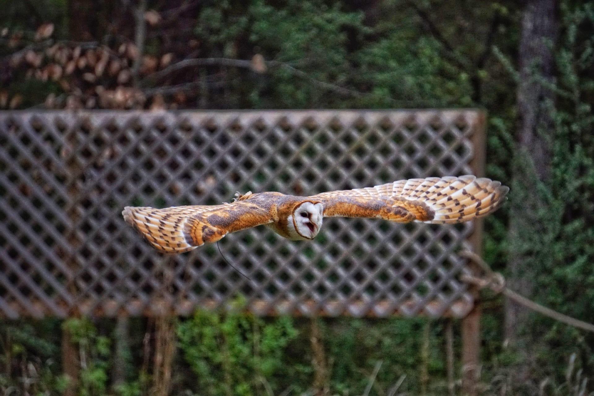 The Barn Owl is a nocturnal raptor measuring nearly 40 cm, with a wingspan of nearly a metre.