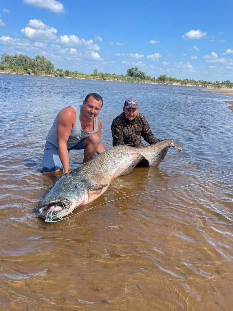 Новый сом — новый рекорд.