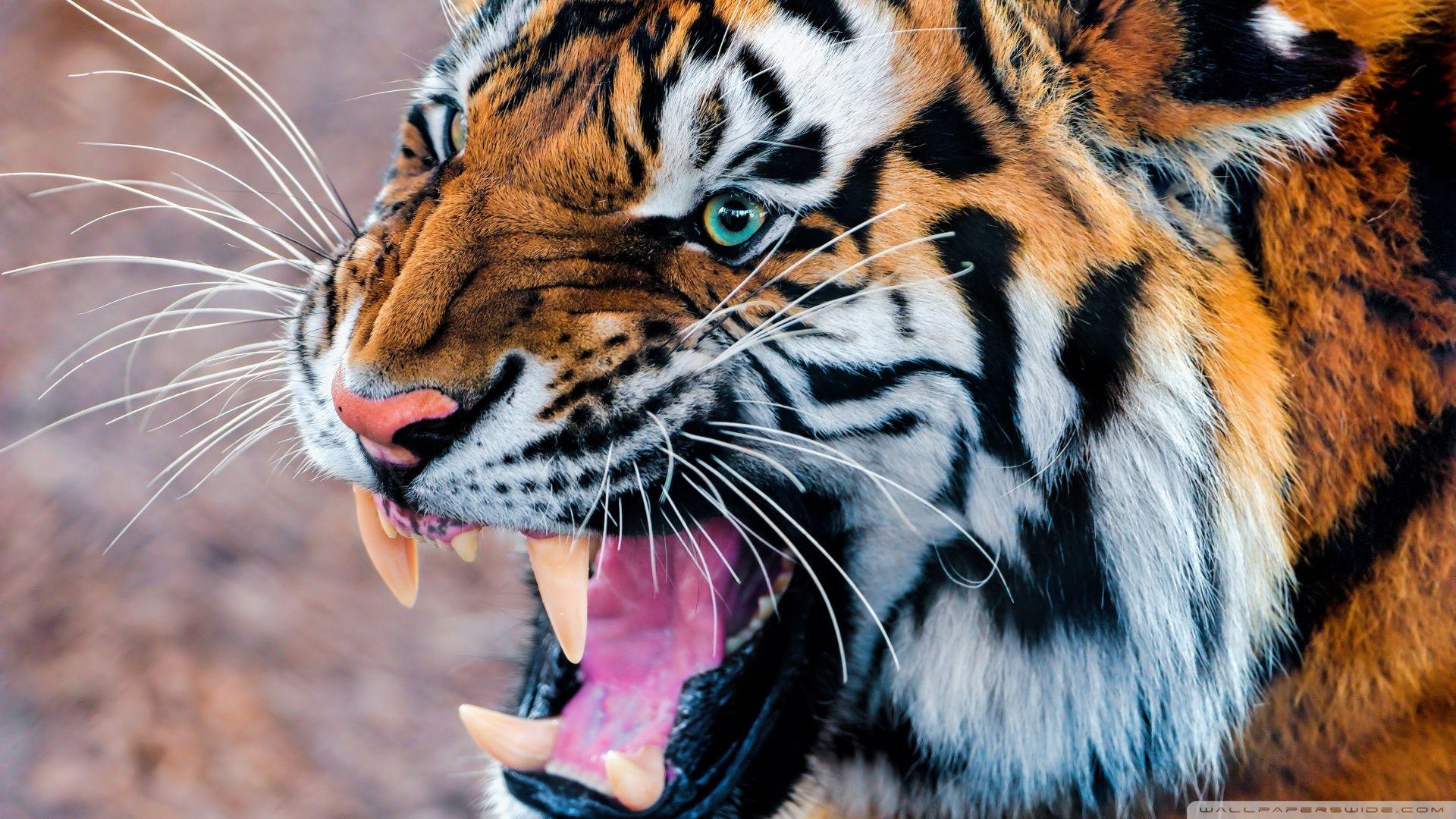 tigor