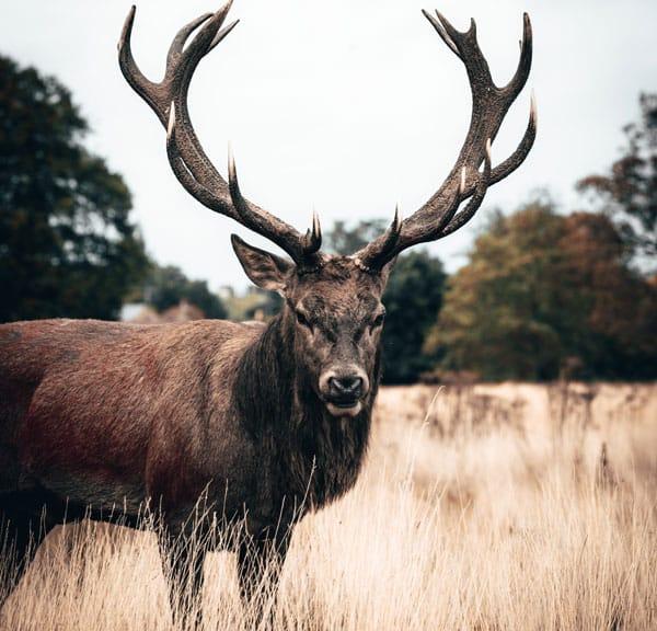 These 5 Essential Hunting Tips Will Help You Become a Better Hunter.