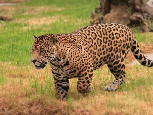 Rewilding: Jaguars return to Argentina’s wetlands 70 years after local extinction
