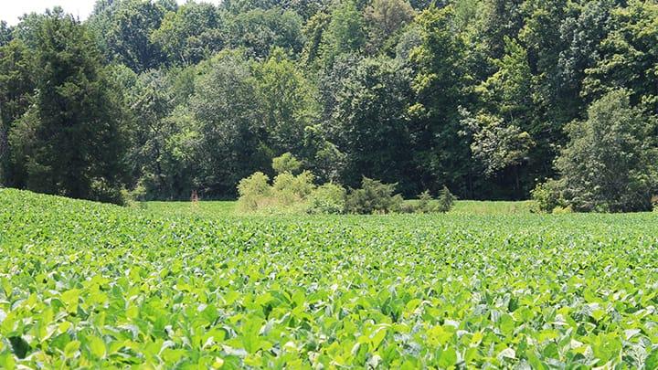 The early season is a great time to hunt whitetails.