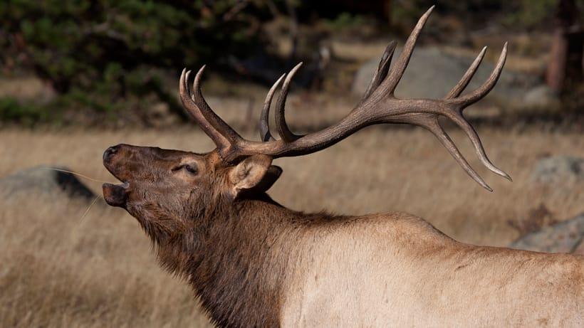 SOUTH DAKOTA RANCHERS UPSET OVER NUMBER OF ELK CONTINGENCY LICENSES
