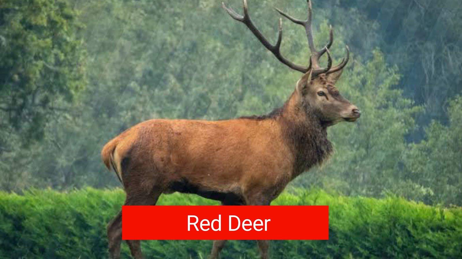 Top 5 der meistgejagten Tiere in Österreich