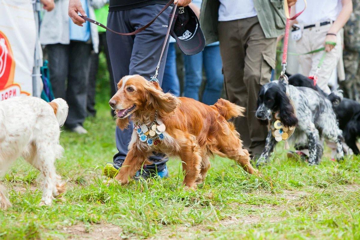 Mi è piaciuta molto l'esposizione di cani da caccia in Italia.