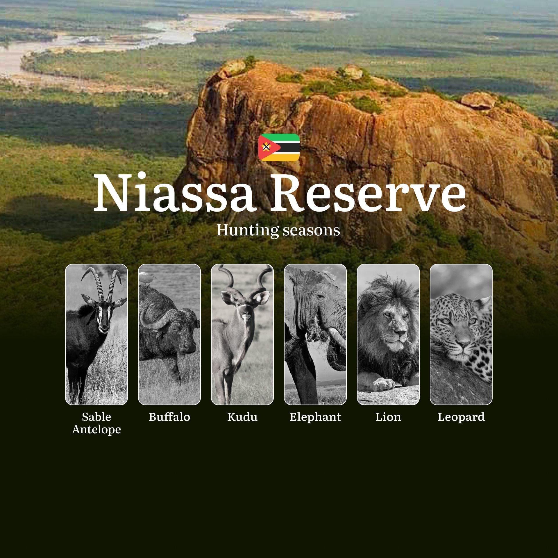 Where the Miombo Woodlands Whisper: Niassa Reserve's Premier Hunting Seasons for Africa's Rarest Trophies