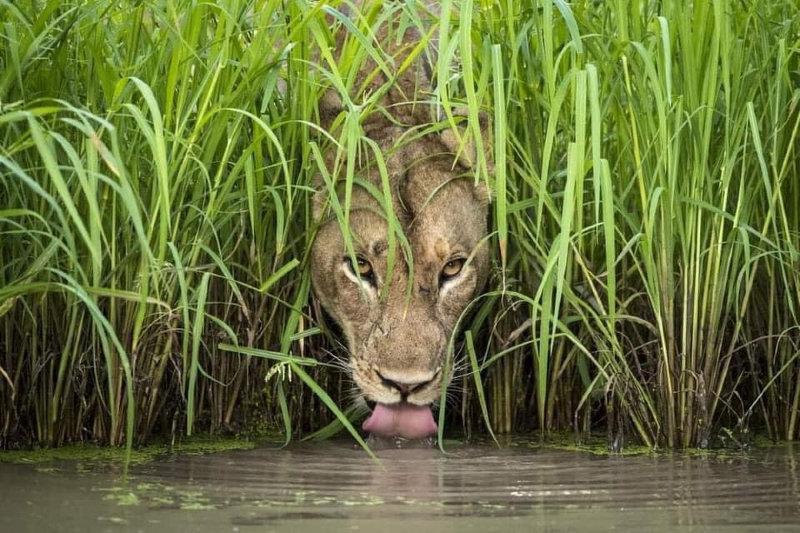 wildlife